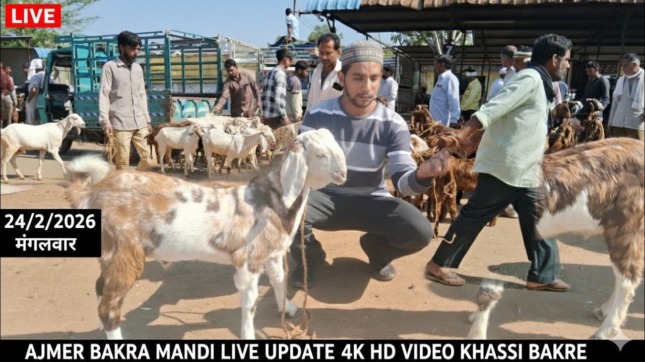 24/2/2026 मंगलवार बकरा मंडी बड़े बकरे होली की खरीदारी मैं बकरी महंगे #goat #animals #ajmermandi 