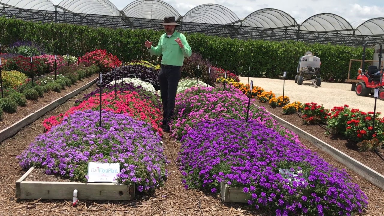 Trial Peeks - Firehouse Verbena