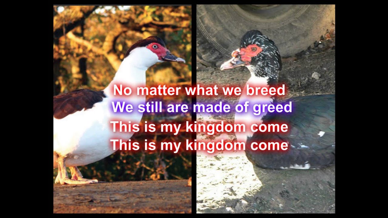Eenden S2 part 24, Het Veraad