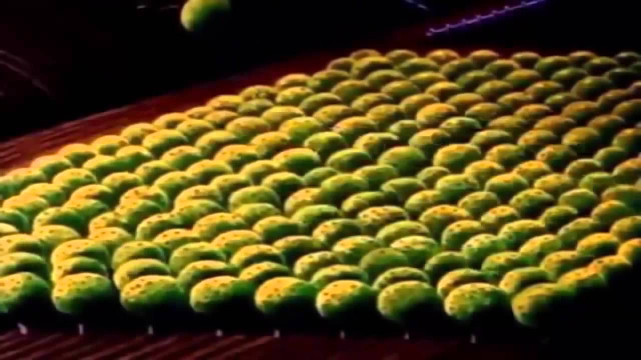 Chip und Chap - Donald Duck Klassische Cartoons Full Movie Folgen