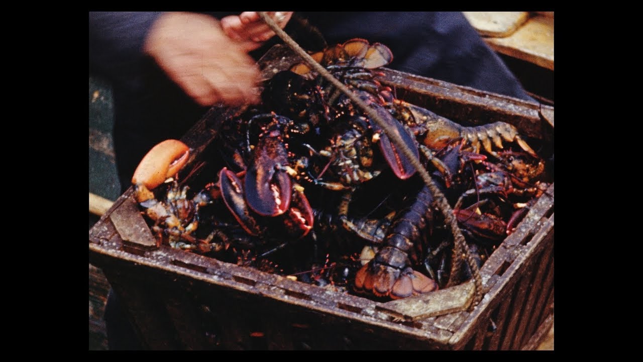 [P.E.I. Lobster Fishing] (1943 ?)