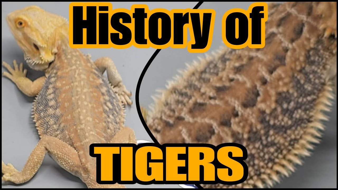 Bearded Dragon History: Tiger (Blue Bar)