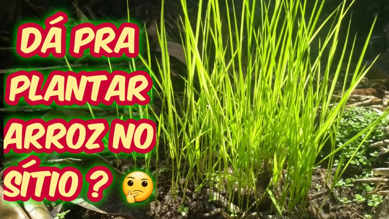 PLANTIO DE ARROZ NO SÍTIO/DÁ PRA PLANTAR ARROZ?NOSSA NOVA EXPERIÊNCIA NA ROÇA/Bora pra Roça?