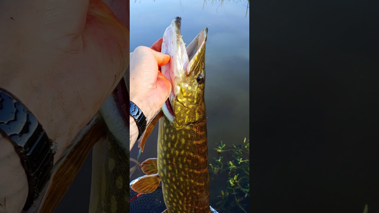 6lb River Tees Pike - Thursday 5th November 2020 - Deadbaiting