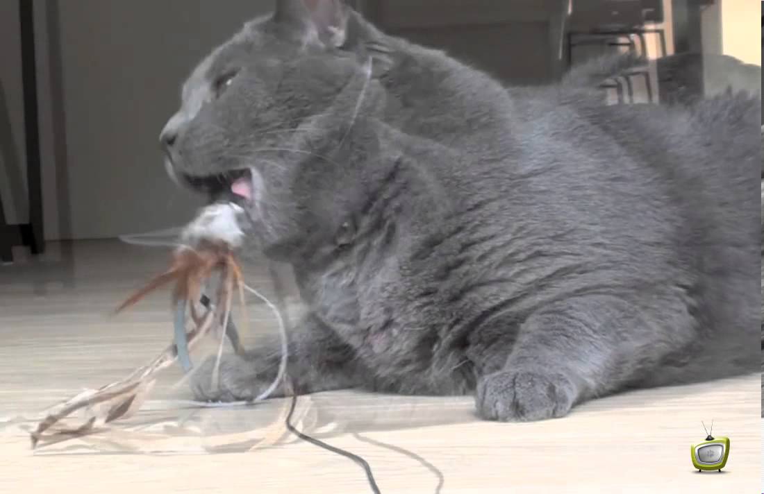 Gatto Certosino - Oliver si rilassa