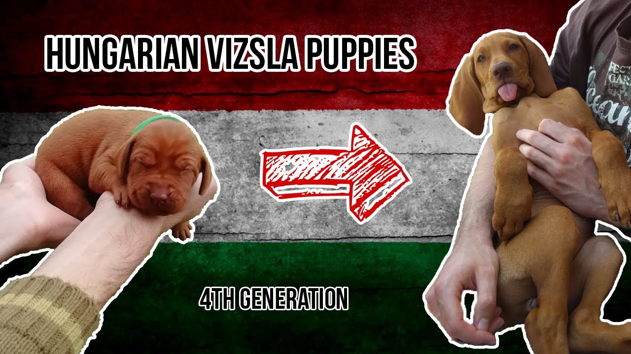 Hungarian Vizsla Puppies #1 (Weeks 1-8)