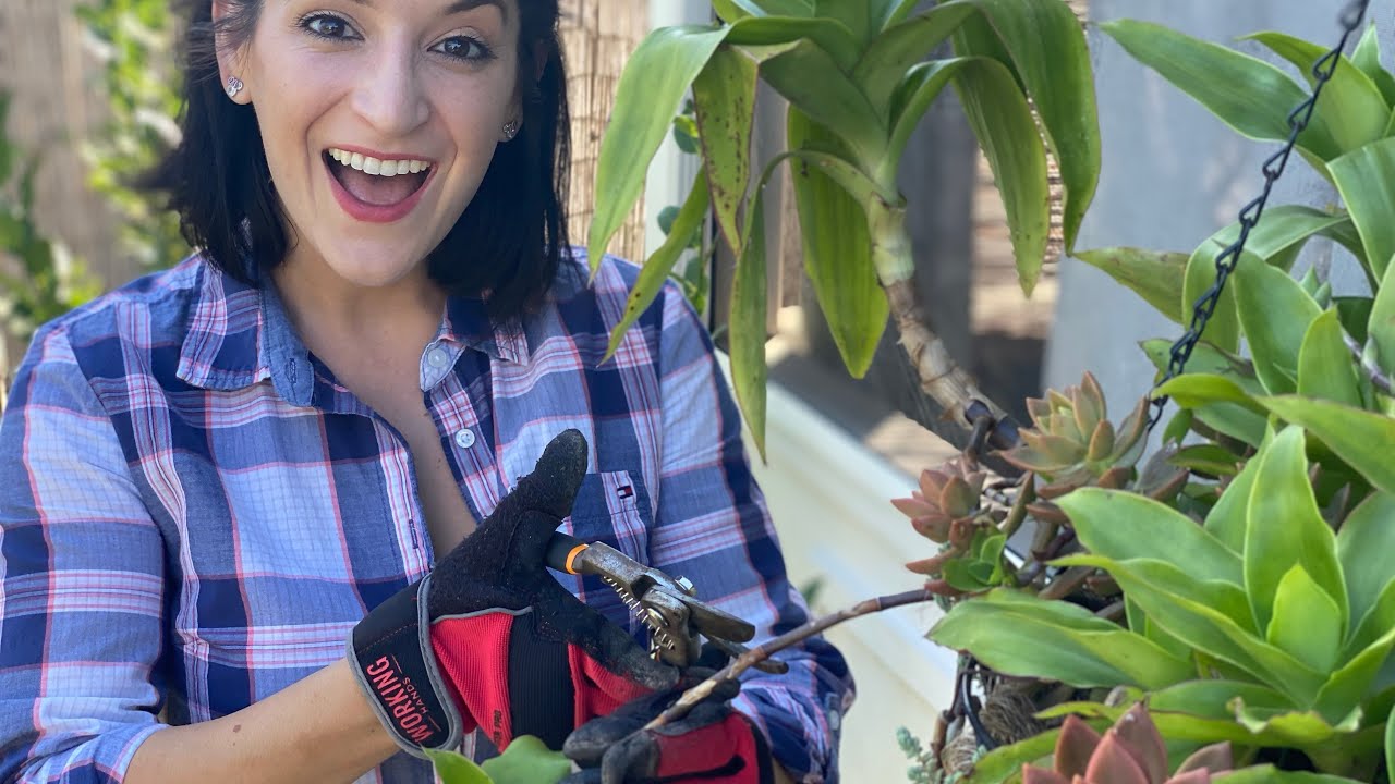 Propagate a Basket Plant! Callisia Fragrans.