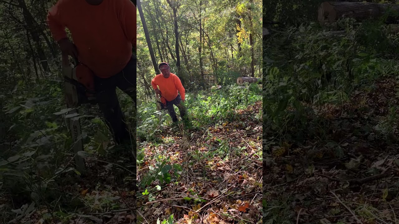 Kentucky logging Charlie Rose