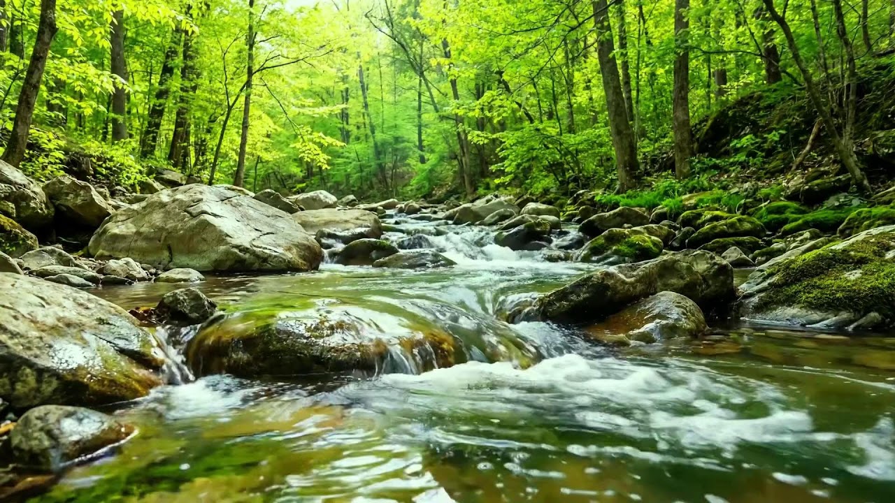 Deep Forest Ambience, Flowing Stream and Birds Singing, Relaxing Sounds for Meditation Study