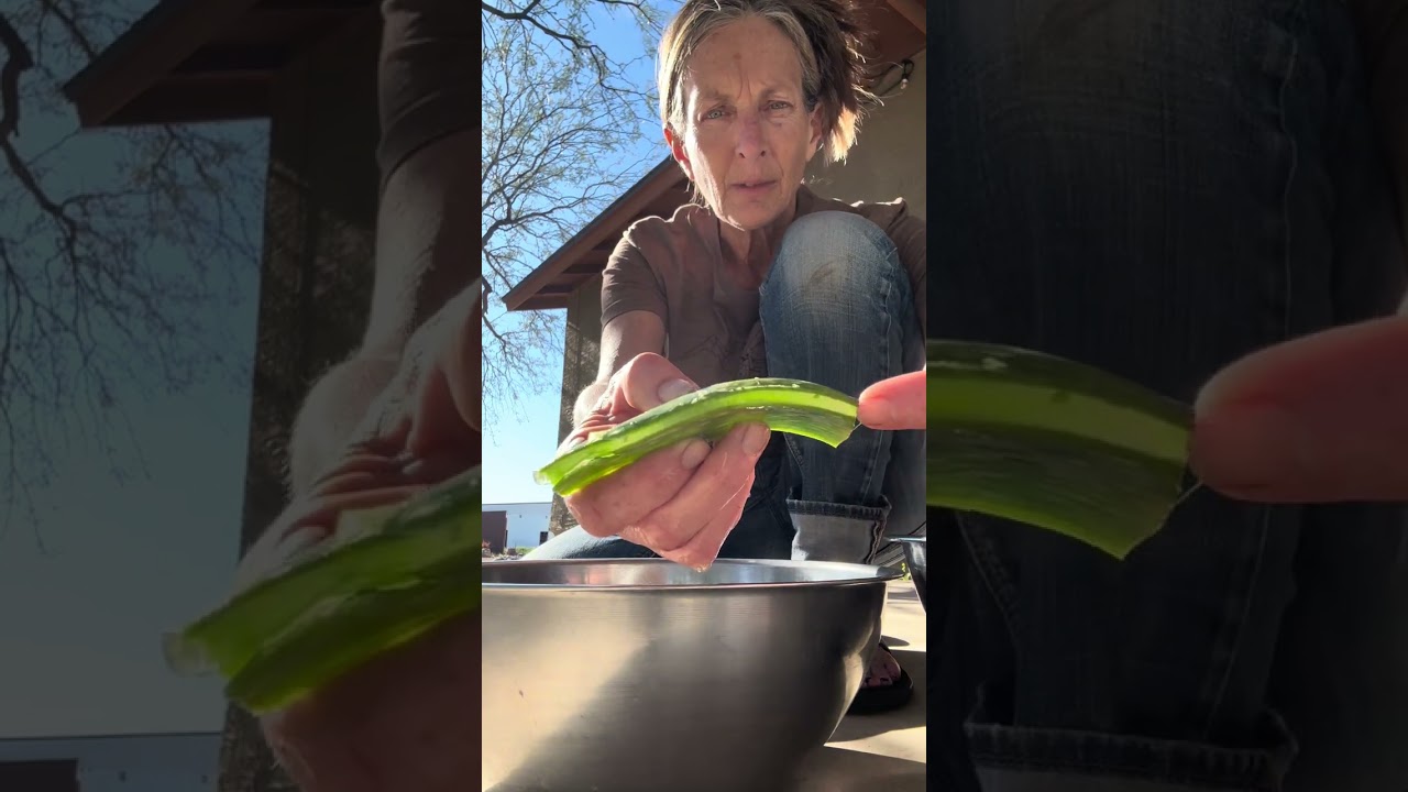 Harvesting and processing Aloe Vera for the home apothecary 