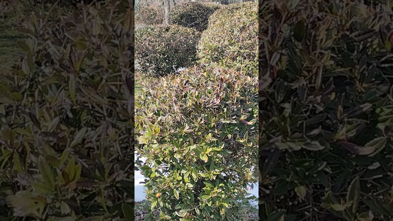 Galateni 5:16-26 - Poftele firii pământești sunt împotriva Duhului 