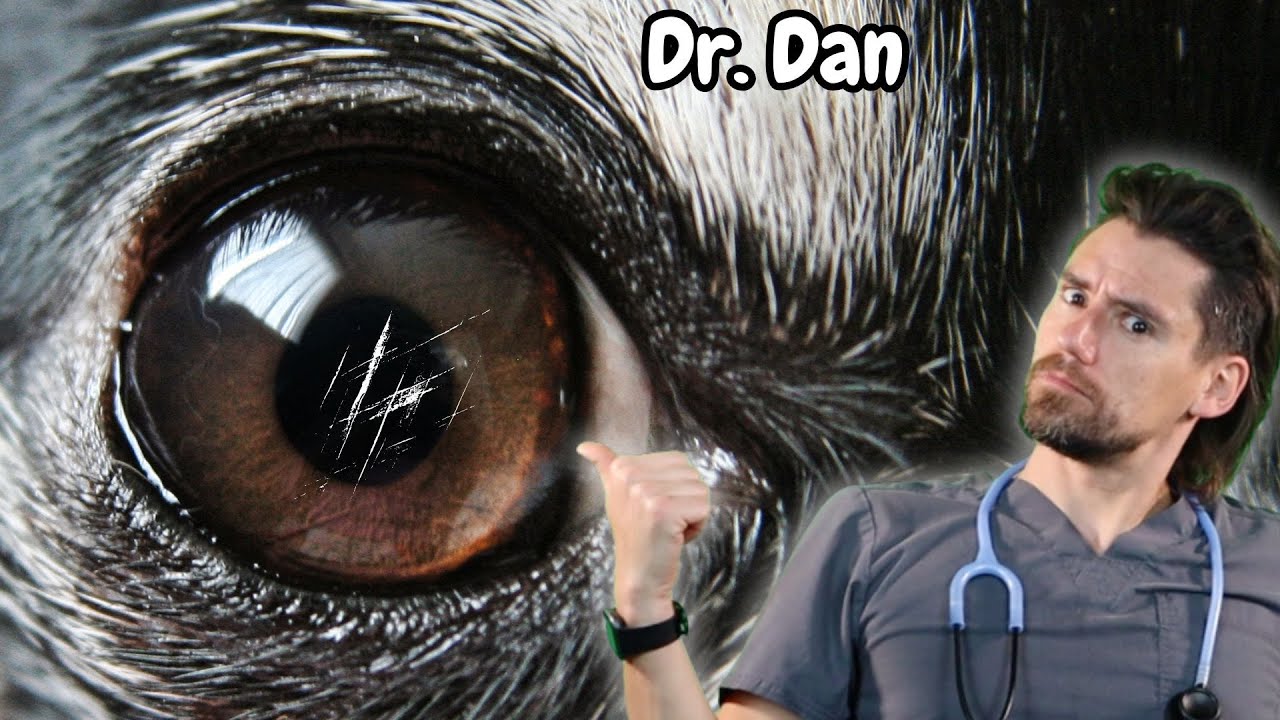 You need help!!  When Eye Drops Aren’t Enough for your dog's Eye.