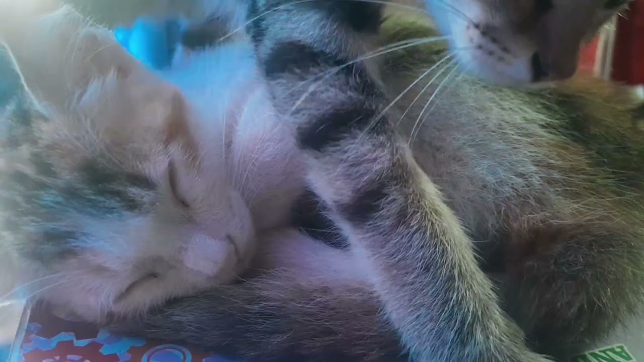 Kitten sleeping and his sibling decides to sit right on his face😭 