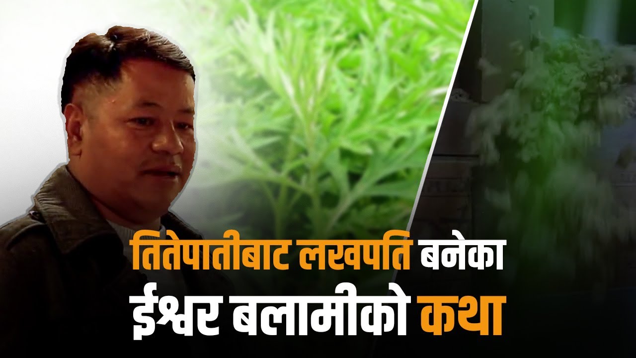 खाडी जाने कि तितेपातीको खेति गर्ने ? | Mugwort | Titepati | Sajha Katha |