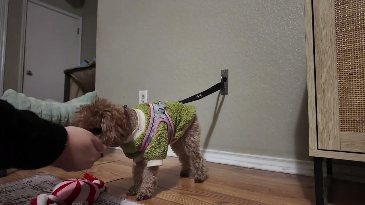 Daisy training 01/29/26
