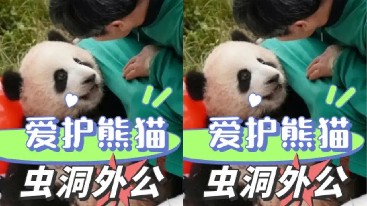 看到外公反复检查险些被铁丝划伤的渝爱，才发现虫洞饲养员对待滚滚们有多好！     #渝爱 #熊猫 #国宝 #外公 #渝可