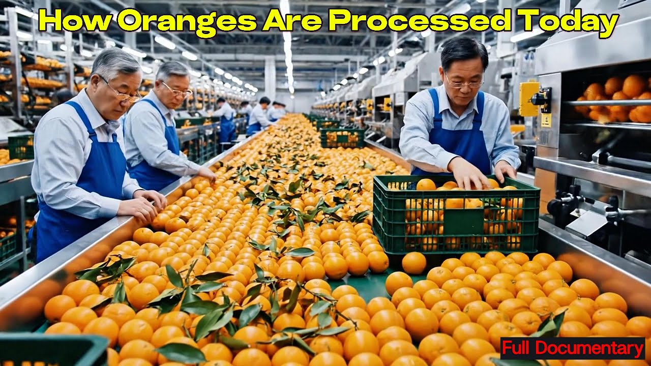 How Oranges Are Processed Today: Inside a Modern Orange Factory