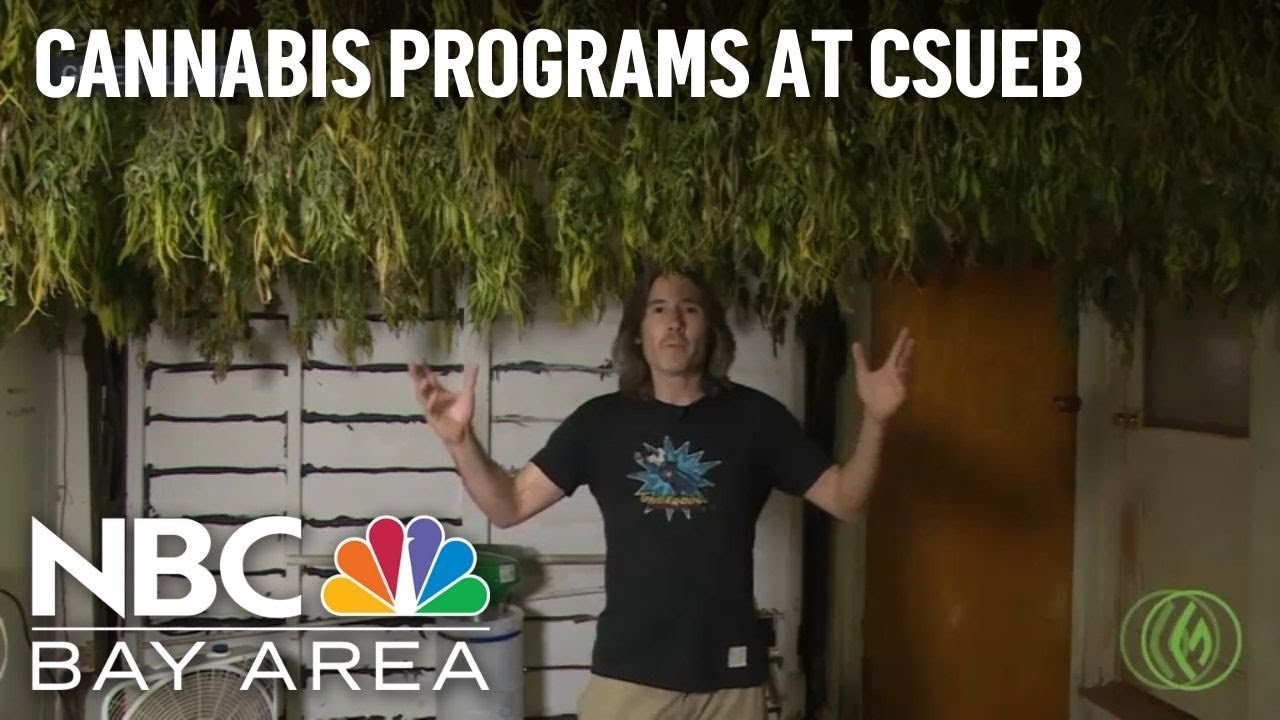 Cal State East Bay offers cannabis certificate programs