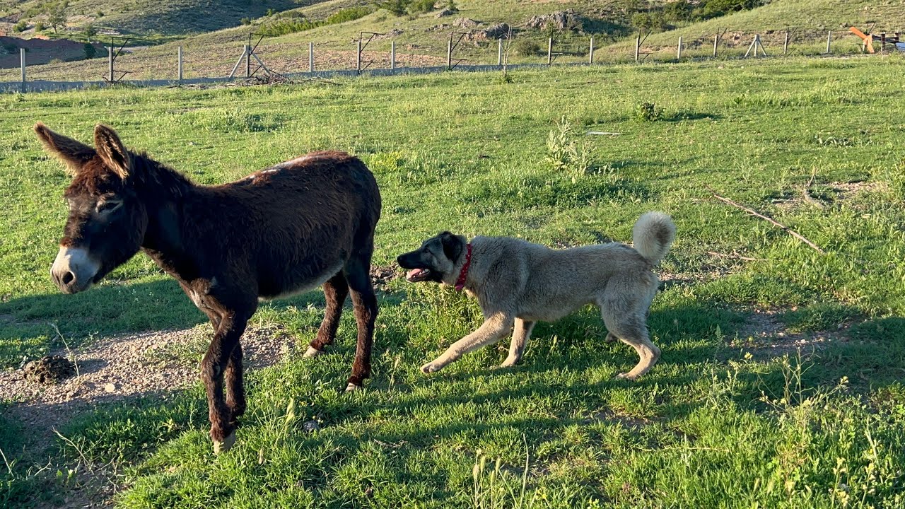 FENOMEN EŞEK KÖPEKLERİ KOVALADI