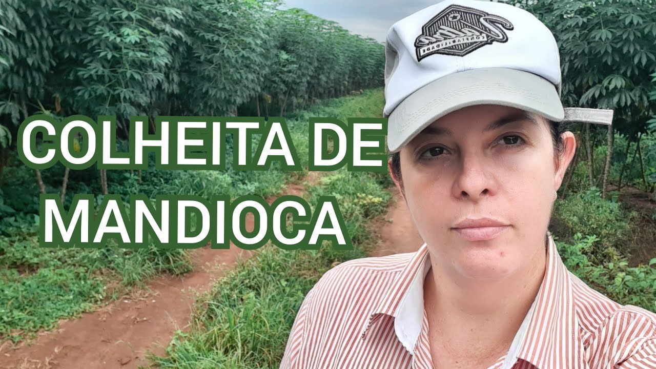 COLHEITA DE MANDIOCA