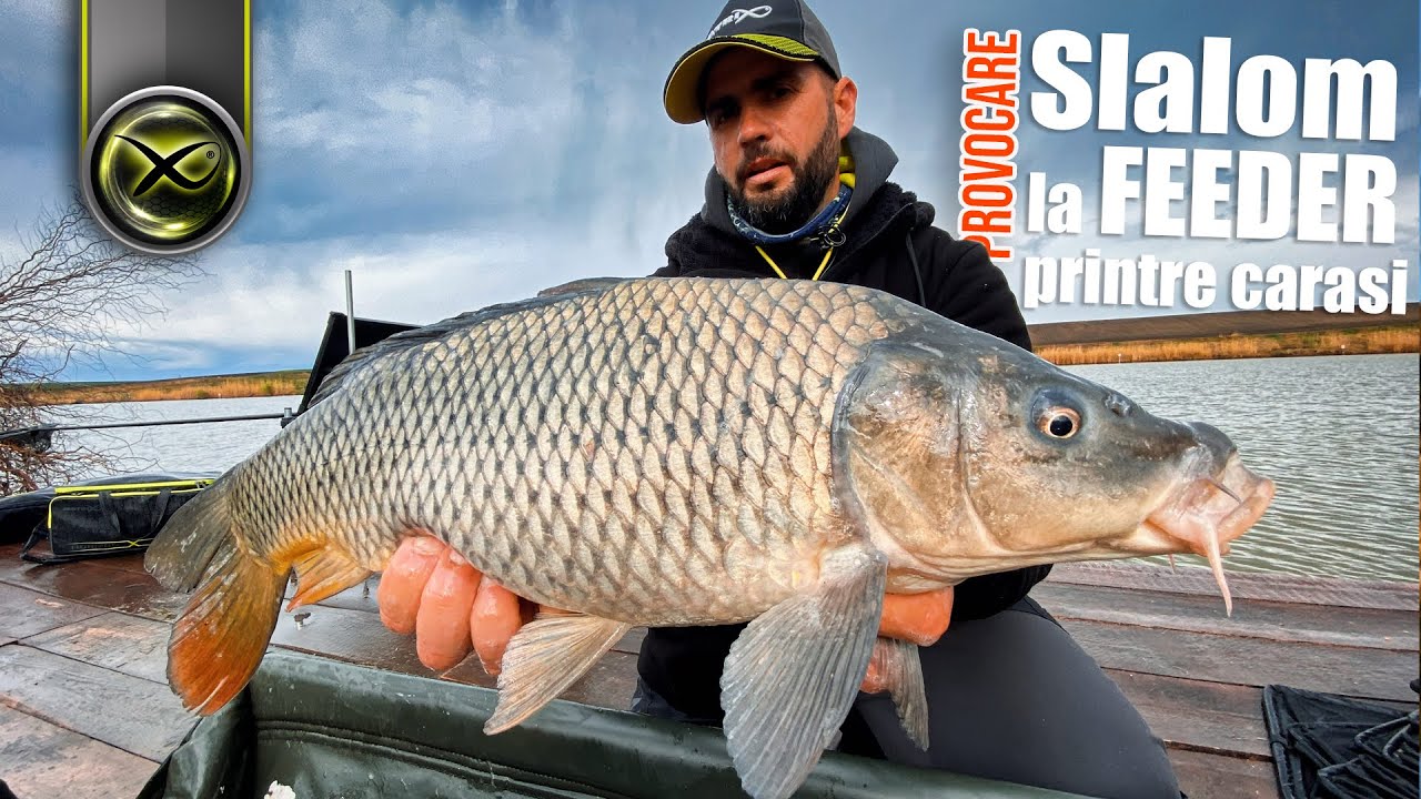 Slalom la crap cu feederul printre carasii lacului Nucetu - PREMII in VIDEO