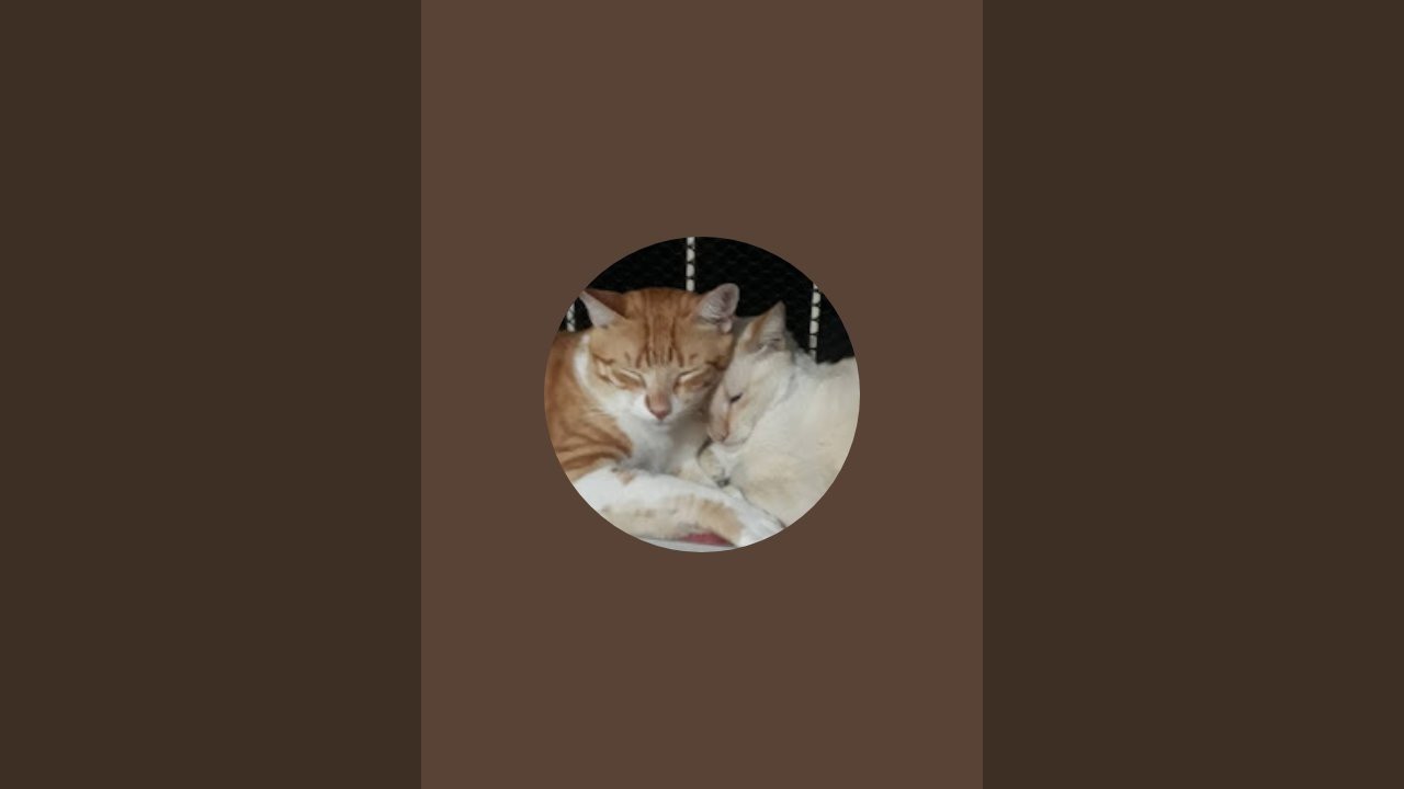 AMOR DE GATOS  está ao vivo!