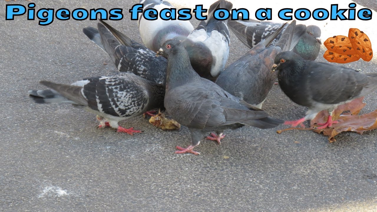 Pigeons feasting on a chocolate chip cookie at the market