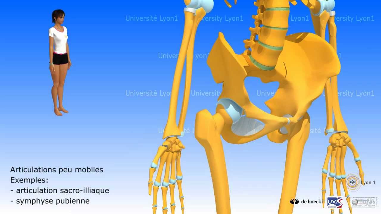 Les articulations