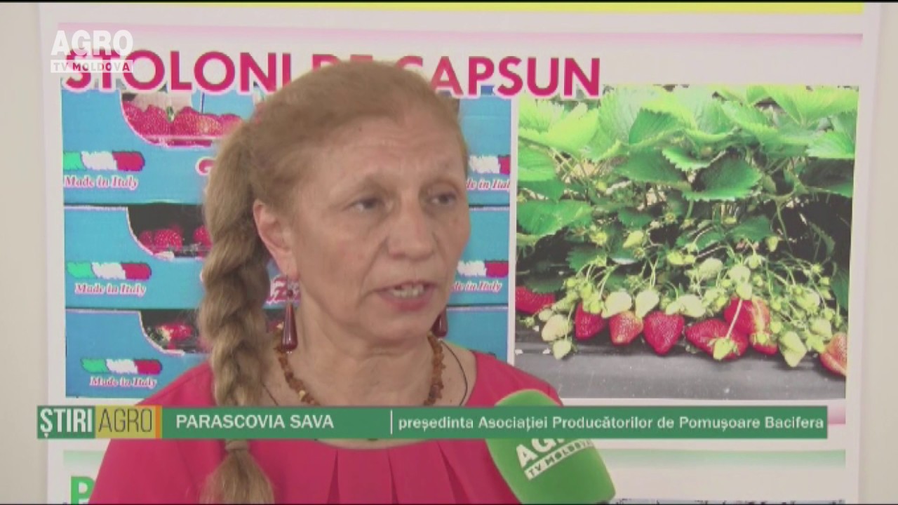 Soiurile de căpșune italiene, productive pe solurile din Moldova