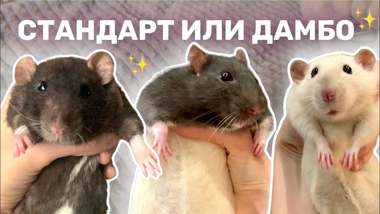 ДАМБО ЭТО ПОРОДА ИЛИ НЕТ🤨 | МИФ О ПОРОДАХ КРЫС