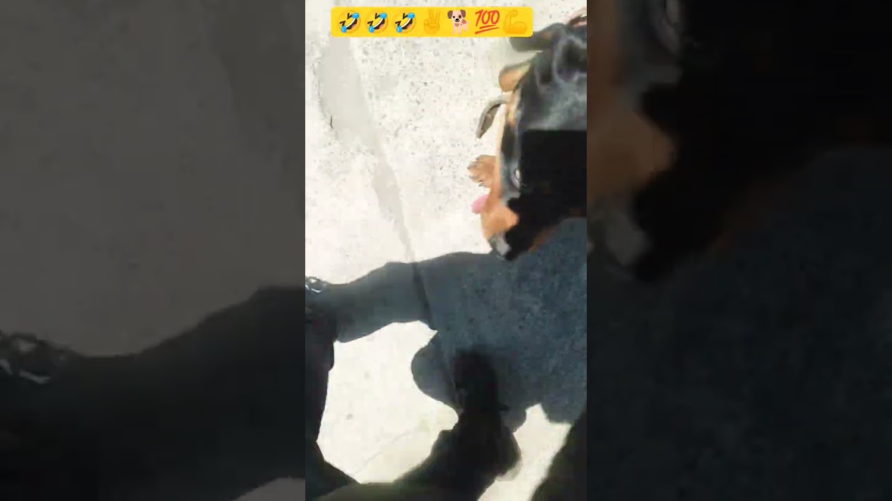 #rottweiler