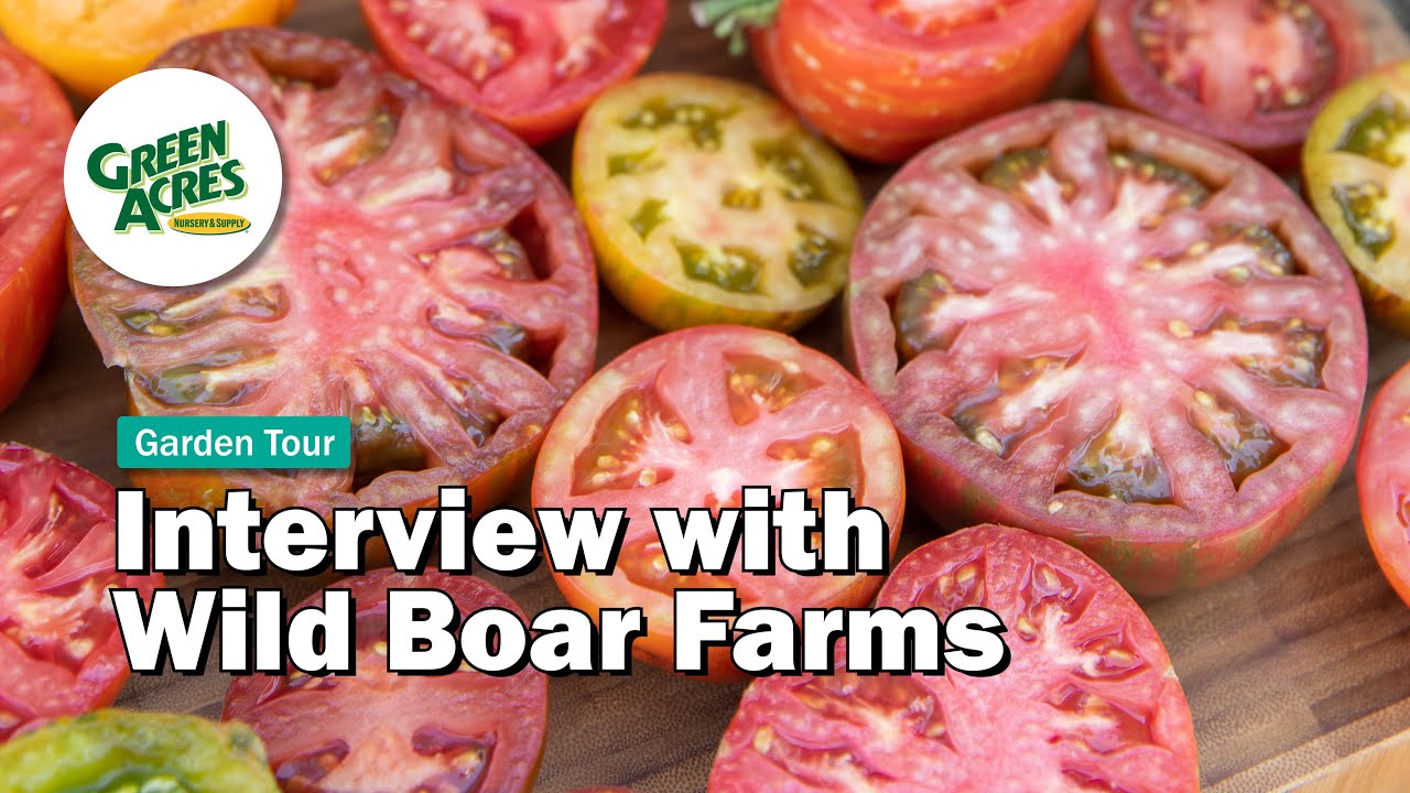 Interview with Wild Boar Farms