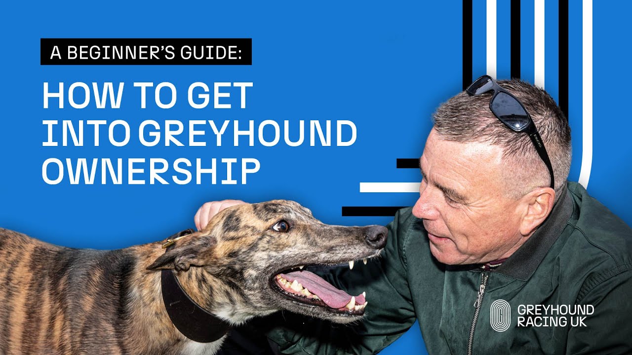 How to Get Into Greyhound Ownership: A Beginner’s Guide | GRUK
