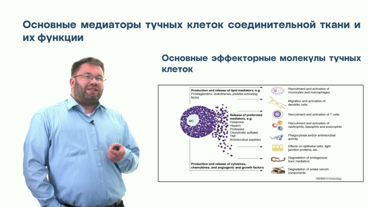 Молекулярная иммунология. Глава 4. Часть 2
