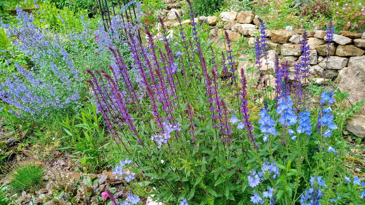 Naturnaher Gartenrundgang Ende Mai 2024, Wildbienen, Hummeln, viele tolle Blüten, Update, Blumen