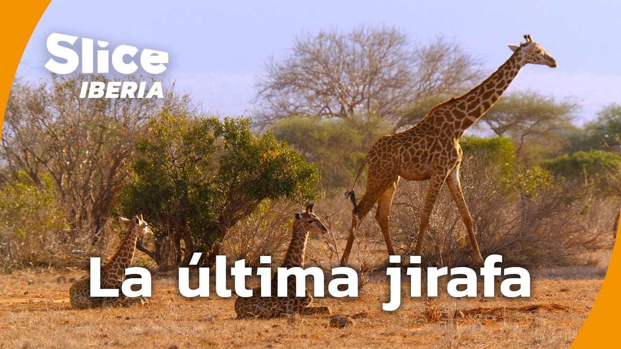 Kenia 2050: cuando las jirafas desaparecen | SLICE Iberia | DOCUMENTAL COMPLETO