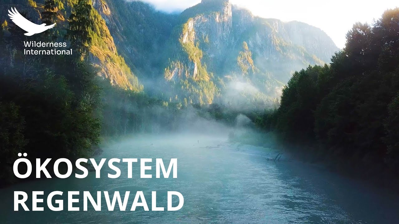 Ökosystem Regenwald