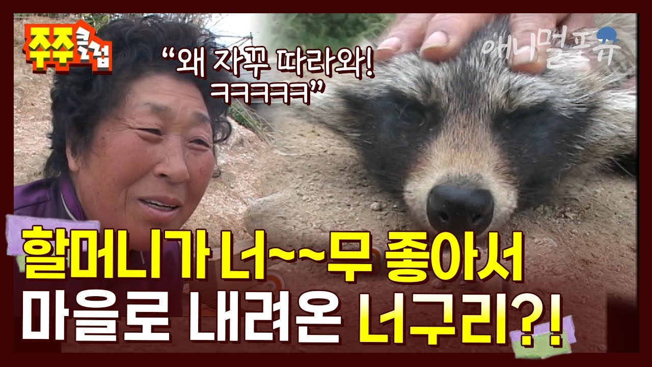 할머니가 너~~무 좋았던 야생 너구리.. 할머니 따라 산에서 내려와 산다?! | KBS 주주클럽 070603 방송
