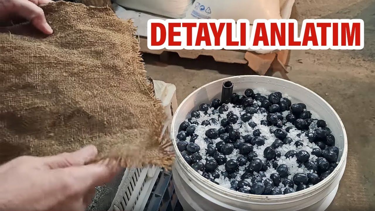 Kovada Taş Baskı Salamura Zeytin Nasıl Yapılır ? Garanti Tarif | Emine'nin Köy Mutfağı