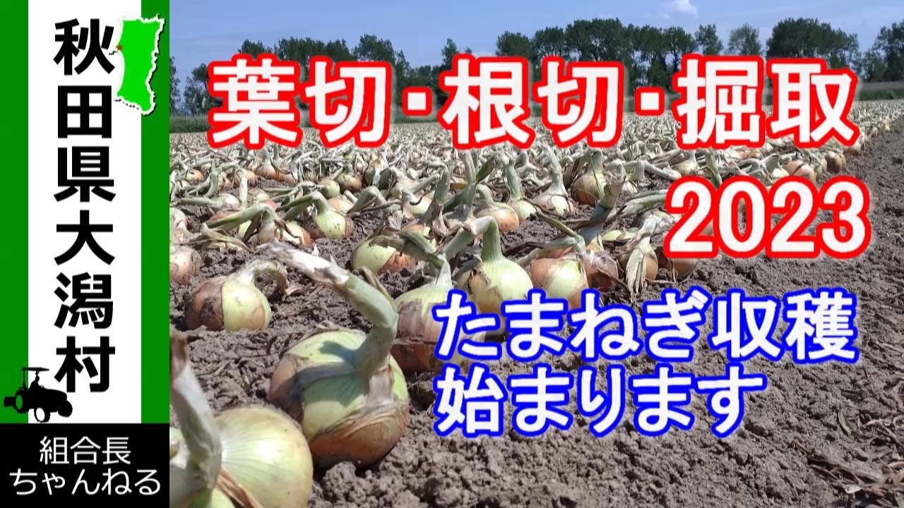 【葉切・根切・掘取作業　2023】たまねぎ収穫始まります　頼むぞ天気