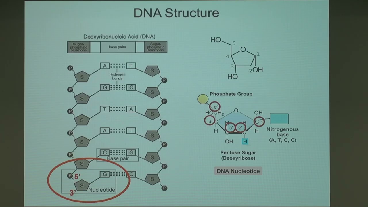 Micro Microbial Genetics 2.1