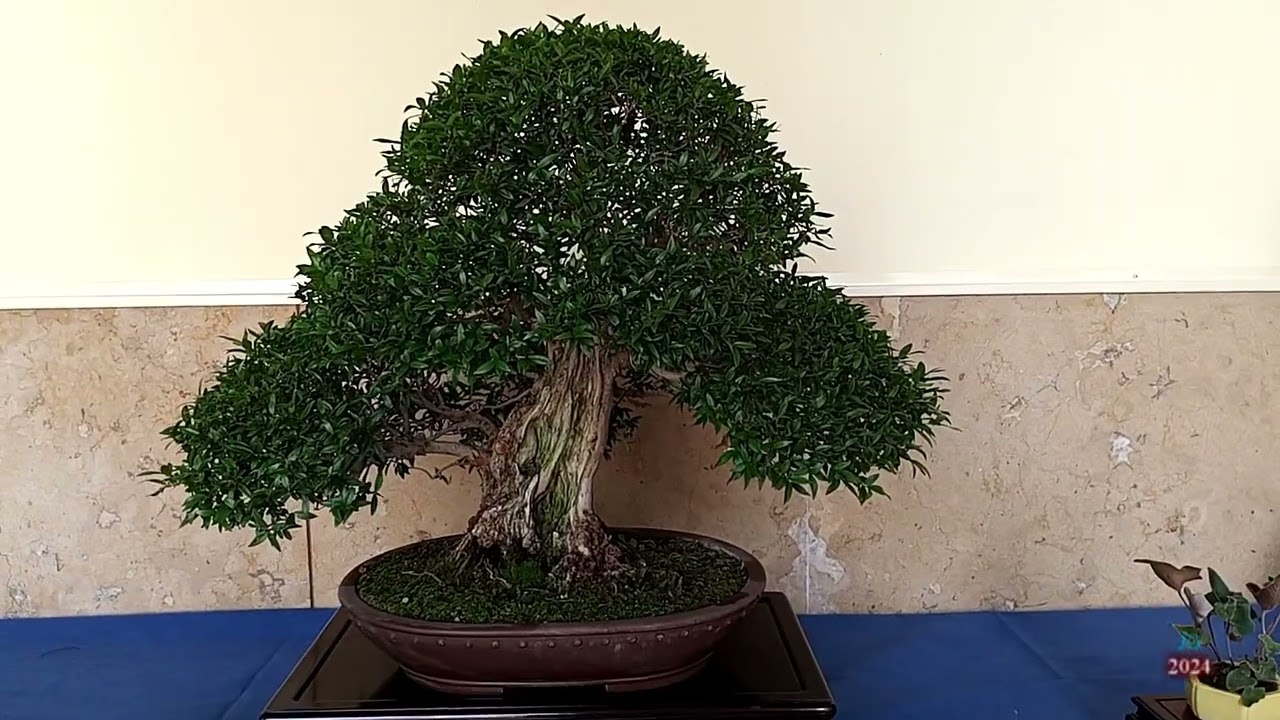 EXPOSICIÓN DE BONSÁI 2024  Club Bonsai Safor Gandía