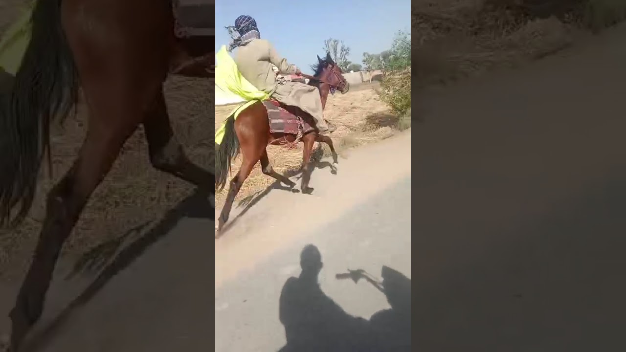 pacer colt on road #balochihorses #sindhihorses #pakistan #singlefooter #pacer