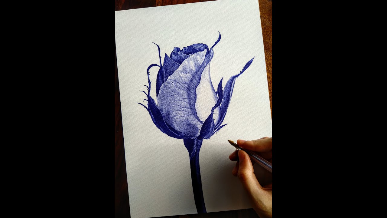 Rose Sketch Using Ballpoint Pen | Time lapse | BornAdroit