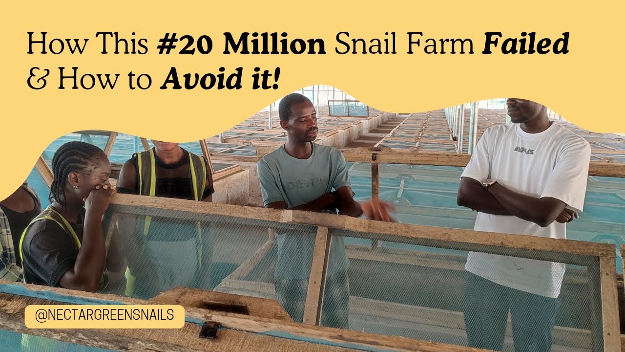 How This ₦20 Million Snail Farm Failed & How to Avoid It!