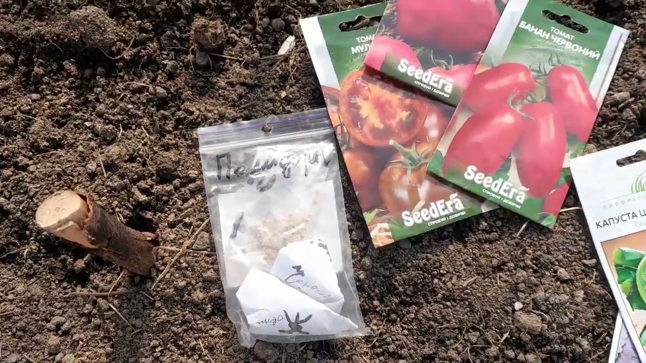 Сію помідори і капусту. Квочка.