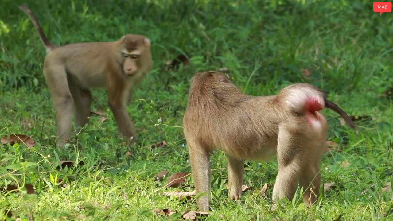Monkey  Akot-Pongo Like Old Pigtail Monkeyon June21-2022, G-Maz..344..Amber