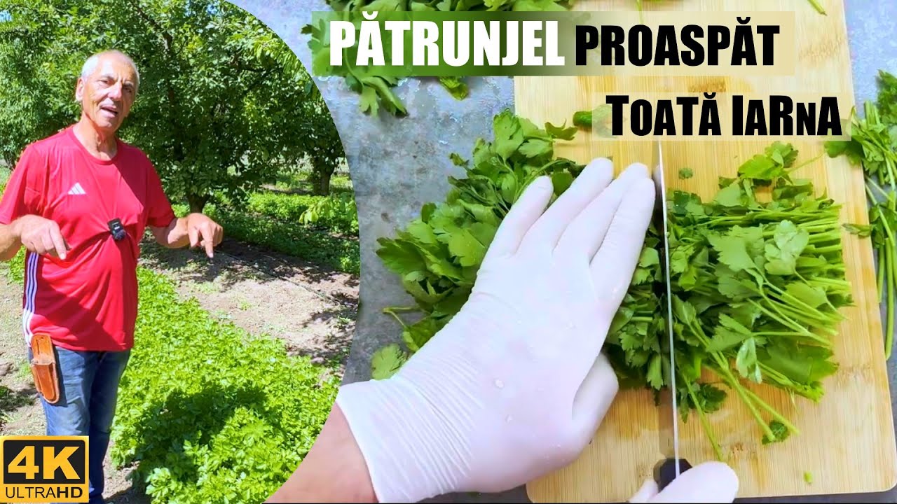 Cum sa ne bucuram de patrunjel tot anul?
