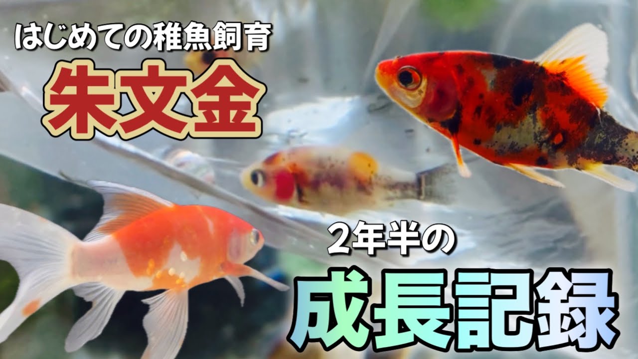 朱文金の稚魚お迎えから2年半の成長記録をまとめました！