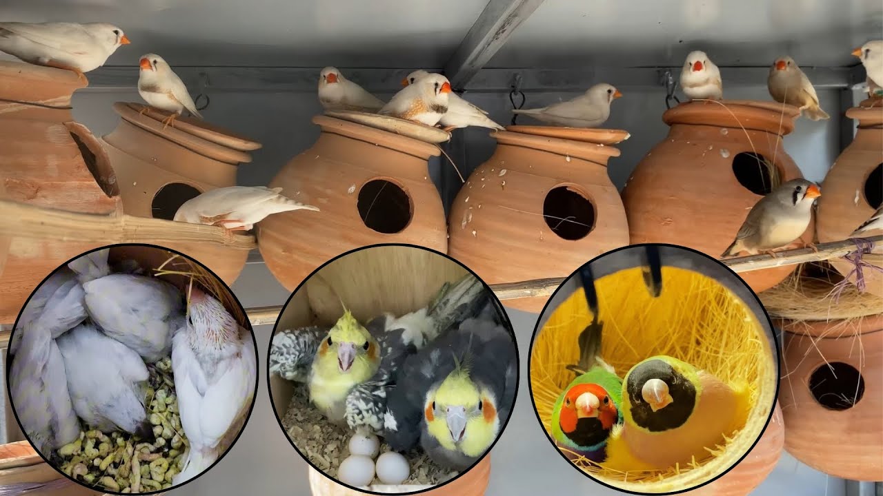 Fawn Java Sparrows All Varieties of Finches at Bagh-e-Korangi Karachi